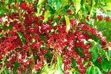 Кофе является одним из основных экспортных сельскохозяйственных продуктов Вьетнама. Фото: IDH
