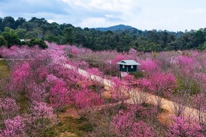 Цветочный остров Пакхоанг полон ярких цветов. Фото: Ле Лан - Ван Ань