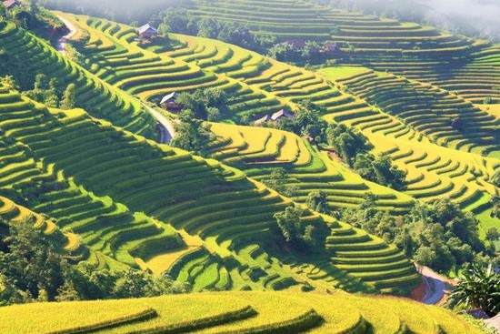Террасные рисовые поля в уезде Хоангшуфи.