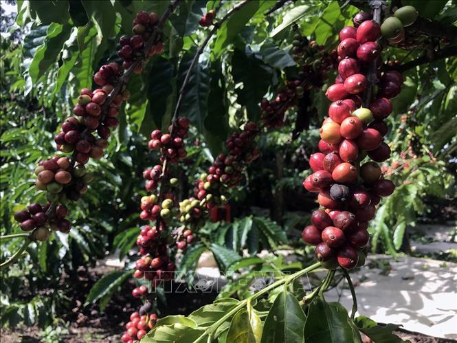 Во Вьетнаме приближается сезон сбора урожая кофе. Фото: VNA