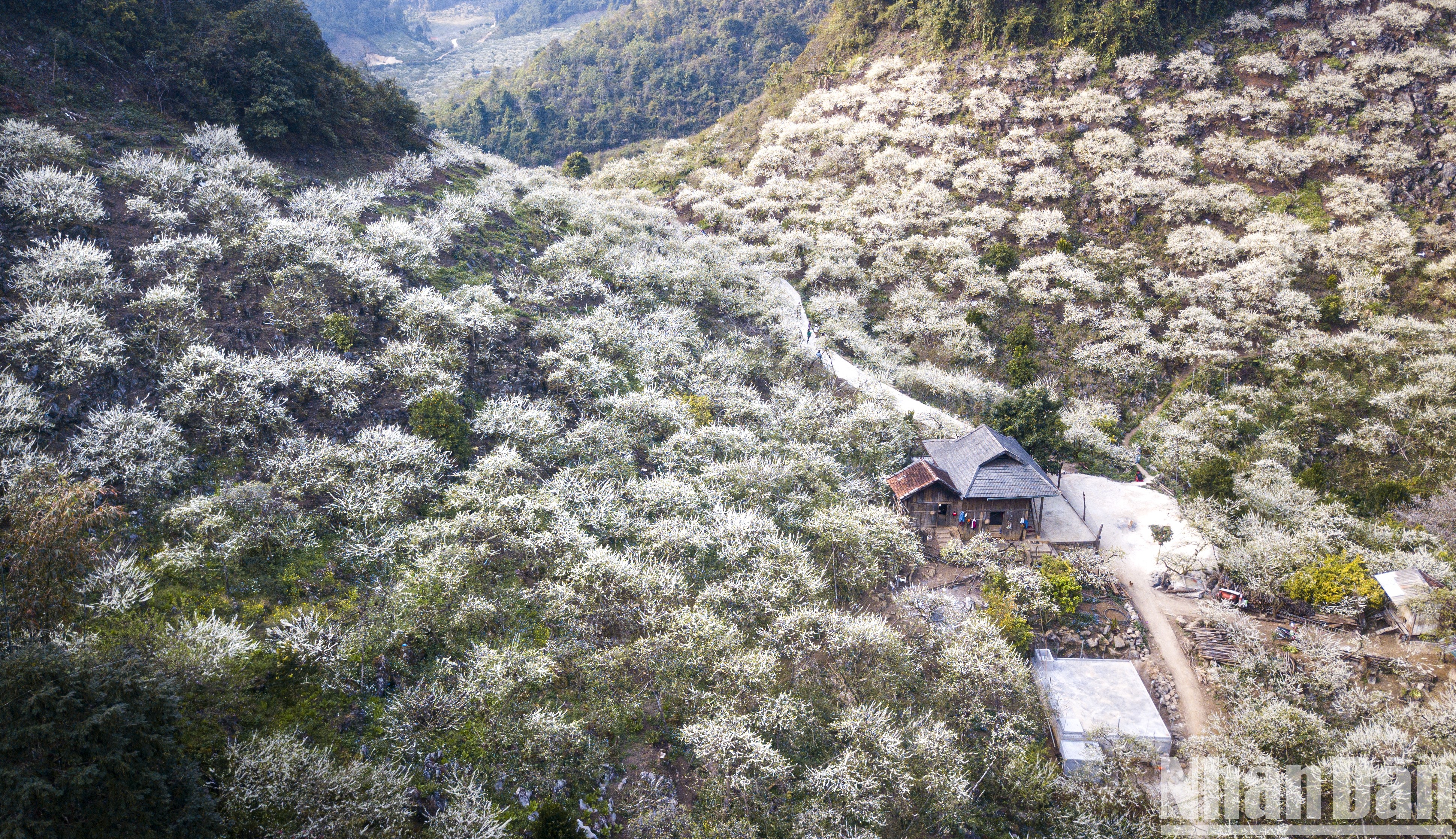 Красота белоснежных цветов сливы в долине Мунау 