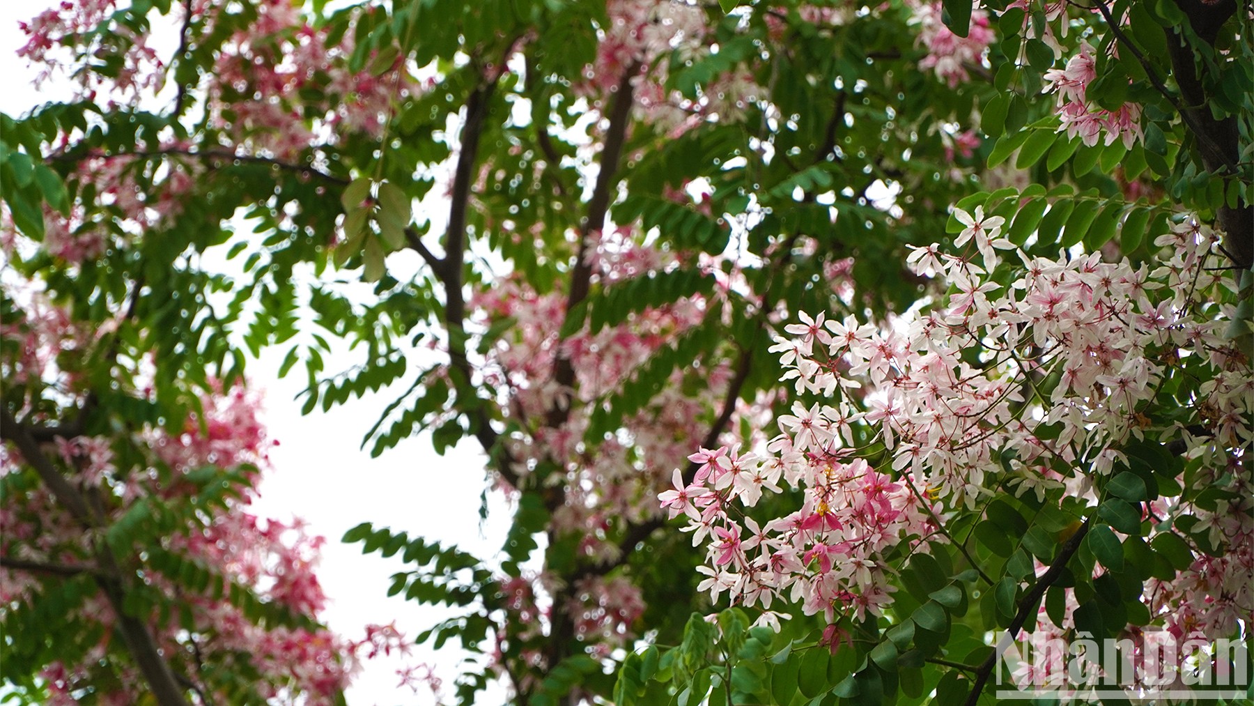 Красивые цветы персика в провинции Донгтхап