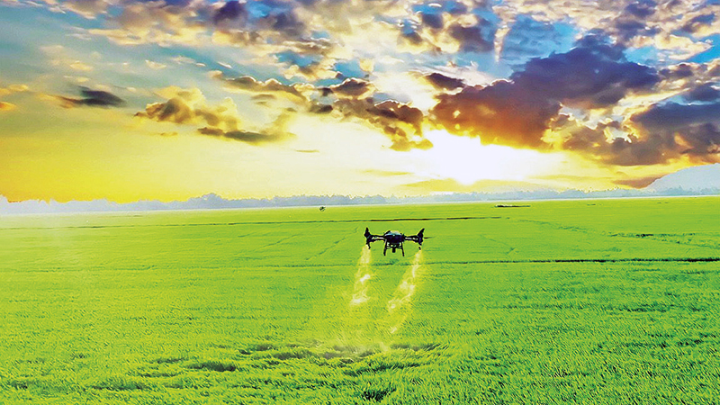Использование беспилотного летательного аппарата (дрона) для распыления пестицидов при производстве риса. Фото: Ха Ан