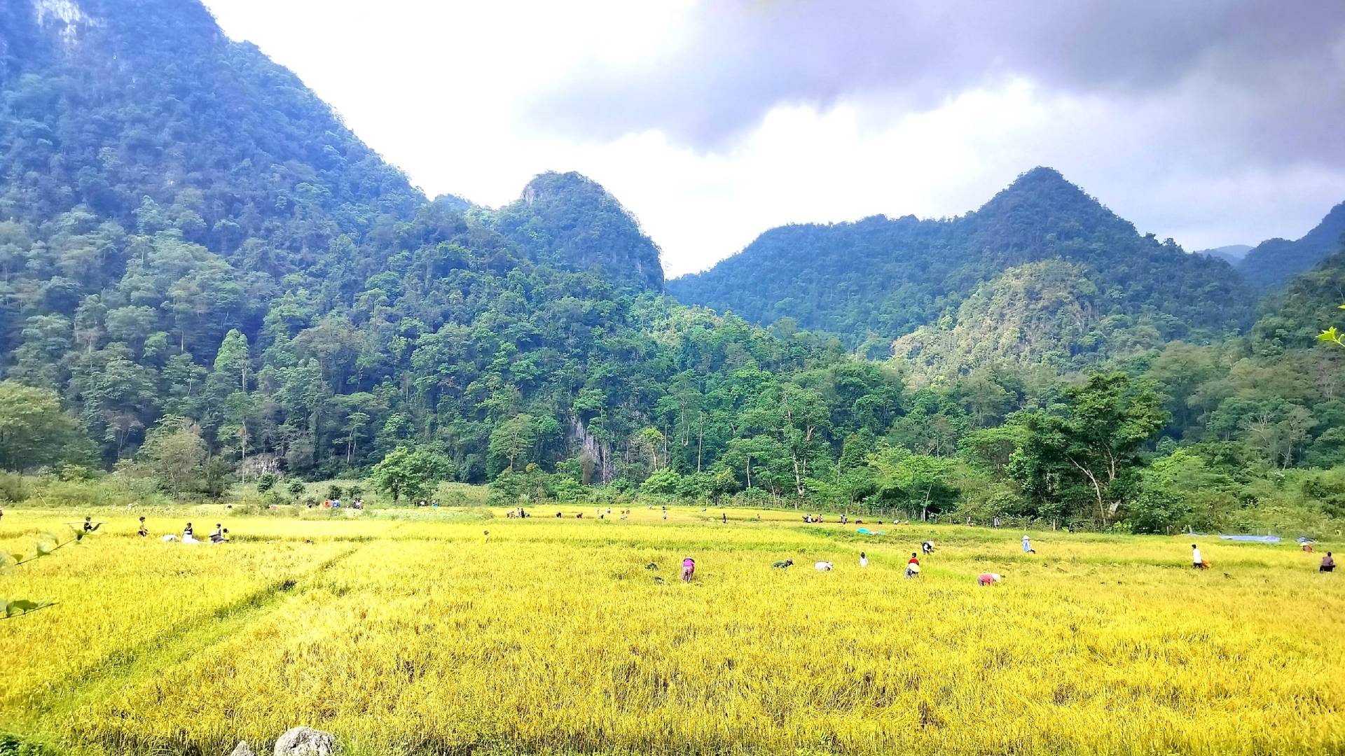 Куангбинь: Веселая атмосфера на рисовом поле Руклан