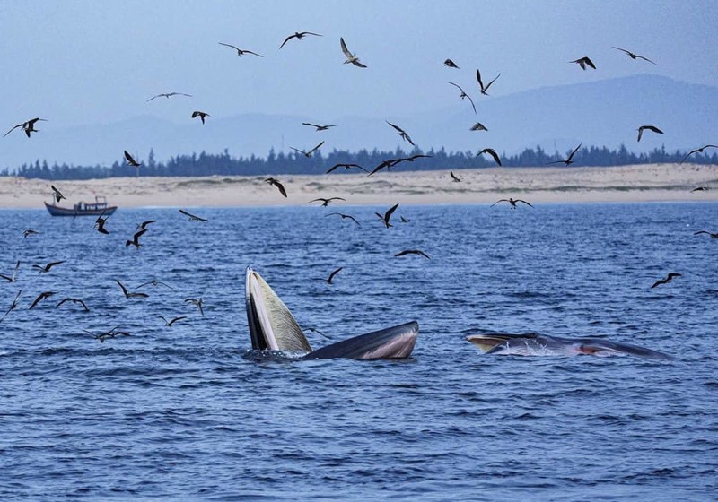 Стая чаек, летающих над китами у берегов Вунгбой-Дэги, недалеко от города Кюиньон. Это новейшая работа фотографа Чан Туан Вьета, опубликованная в журнале National Geographic в декабре 2022 года.
