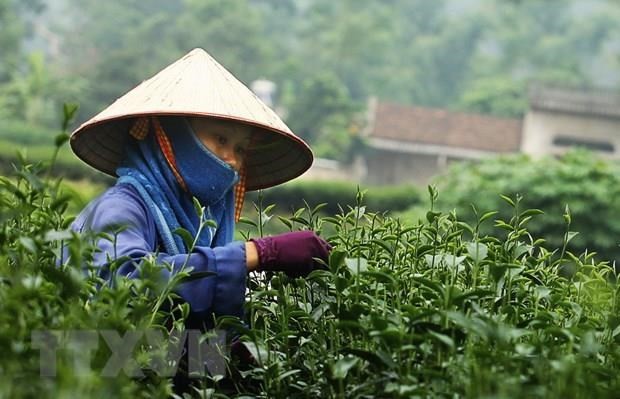 Средняя экспортная цена на чай в феврале выросла более чем на 10% и составила более 1.641 долл. США за тонну. Фото: ВИА
