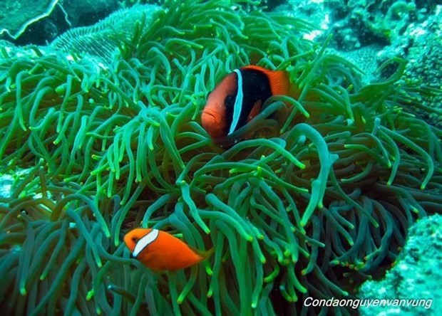Некоторые виды в коралловых рифах Национального парка Кондао. Фото: ВИА