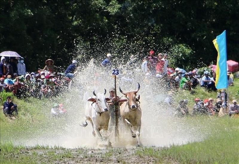 В фестивале приняли участие 25 пар быков из общин и городков в уезде Читон.