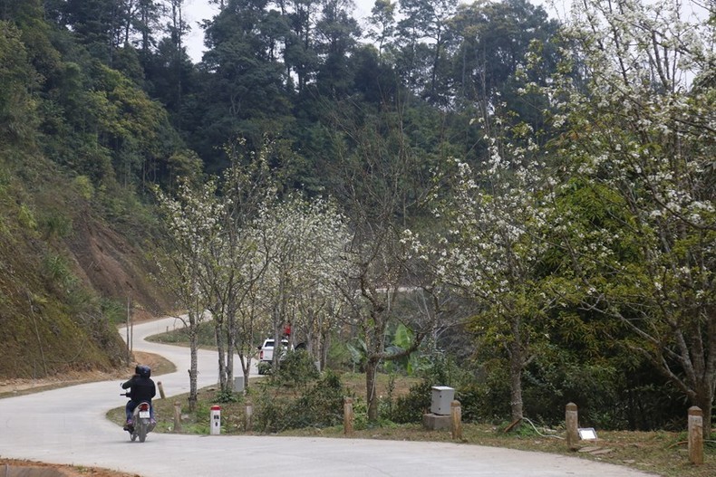 Дорога грушевых цветов имеет длину более 5 км.