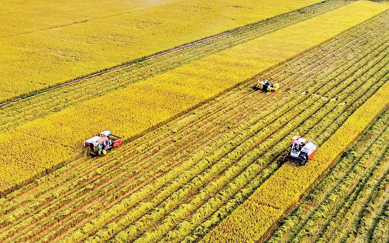 Поле риса во Вьетнаме. Фото: Ле Хоанг Тхай