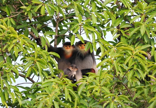 Немейский тонкотел – один из эндемичных приматов парка.