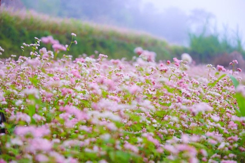Гречиха – растение, выращиваемое в высокогорных районах северного Вьетнама. Фото: Vietnam+