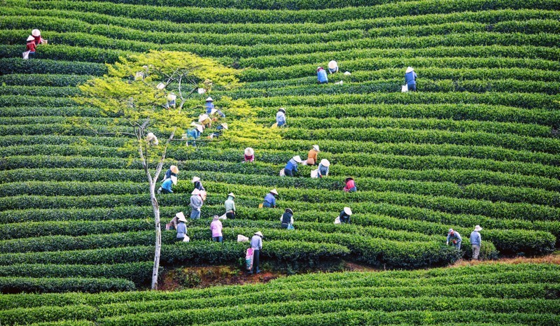 Ламдонг – лидирующая провинция по развитию системы высокотехнологичных сельскохозяйственных кооперативов. В фотографии автора Май Ван Бао: Сбор чая на чайной плантации Каудат в городе Далат. 