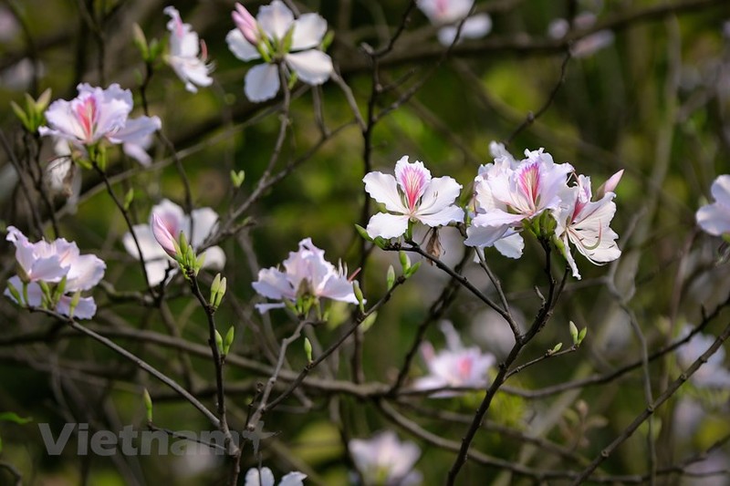 В эти дни на улицах Ханоя распускаются цветы баухинии.