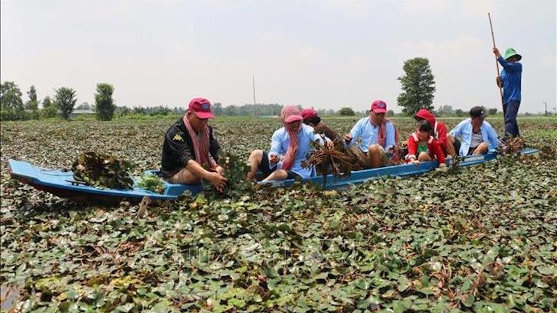 Туристы собирают плоды водяного ореха в уезде Футан провинции Анжанг. Фото: ВИА