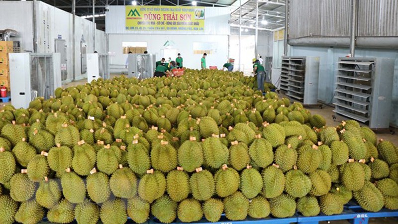 Дуриан является одним из основных фруктов, экспортируемых на рынок АСЕАН. Фото: ВИА