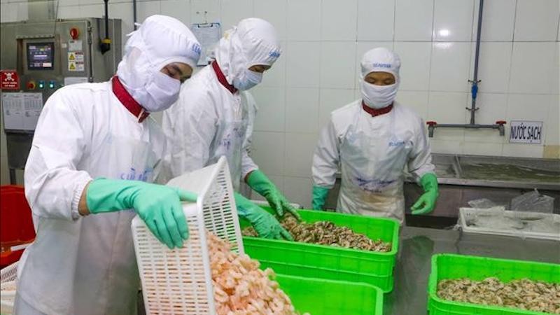 В апреле экспорт вьетнамских креветок на рынок ЕС вернулся к росту. Фото: ВИА