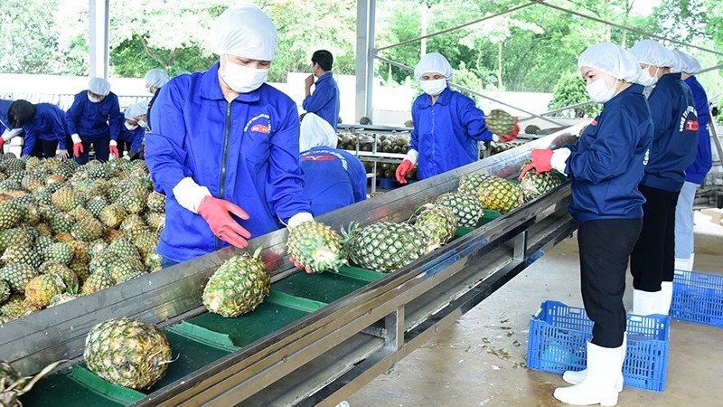 Переработка ананасов на заводе АО «Донгжао» (провинция Ниньбинь). Фото: Дык Ань