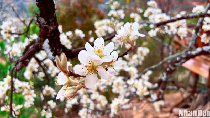 Сезон цветения боярышника приносит красоту Намнгиепу и усиливает его привлекательность и харизму. 