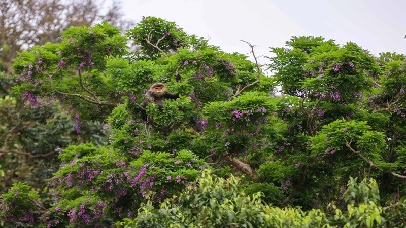 Деревья «тхан мат» также являются излюбленным местом обитания редкого и ценного вида красного дук-лангура, которого часто называют «королевой приматов». Фото: Вьетнам+