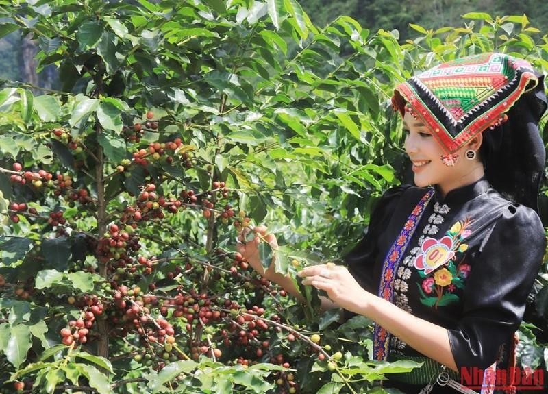 На фестивале посетители знакомятся с процессом выращивания, производства и обработки кофе. Фото: Куок Туан