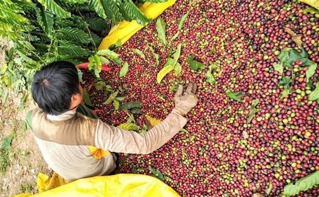 Во Вьетнаме выращивается 710.000 га кофе, из которых 650.000 пригодны для сбора урожая, в основном в регионе Центрального нагорья. Фото: ВИА