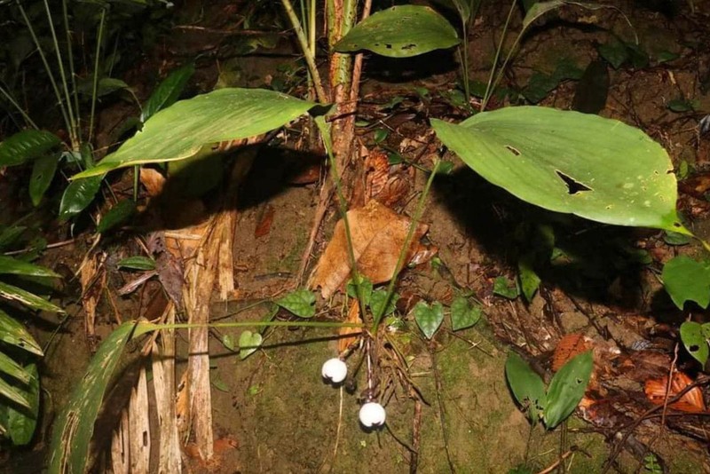 Природный заповедник Фонгдиен является единственным местом, где был обнаружен этот вид дикого чеснока. Фото: vnexpress.net