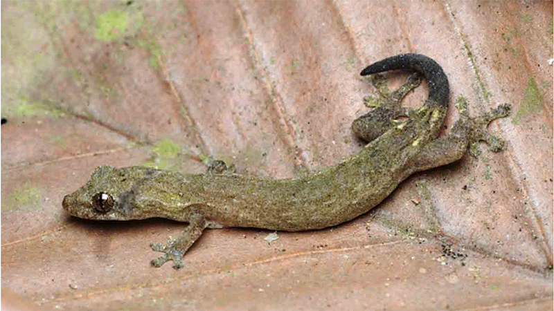 Новый вид геккона Hemiphyllodactylus cattien. Фото: Российско-вьетнамский тропический центр