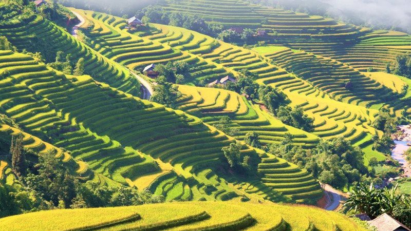 Террасные рисовые поля в уезде Хоангшуфи.