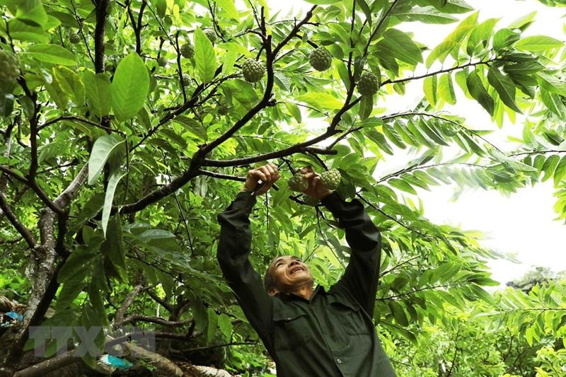 Сахарные яблоки выращиваются в соответствии со стандартами VietGAP в фермерском хозяйстве г-на Хоанг Ван Тьыка производственной группы VietGAP Лунгтхан в городке Донгмо уезда Тьиланг. Фото: ВИА