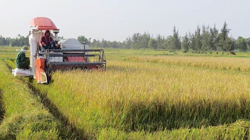 Применение высоких технологий при сборе риса в провинции Куангбинь.