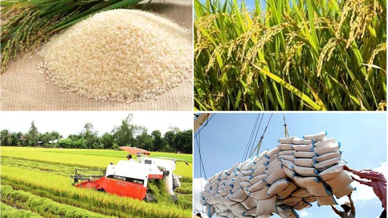 Сельскохозяйственная отрасль Вьетнама считается одной из отраслей, получающих наибольшую выгоду от EVFTA. Фото: VGP