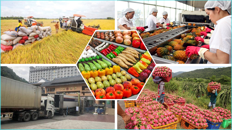 Вьетнаму удалось вывести на рынок ЕС ряд сельскохозяйственных продуктов. Фото: kinhtenongthon.vn