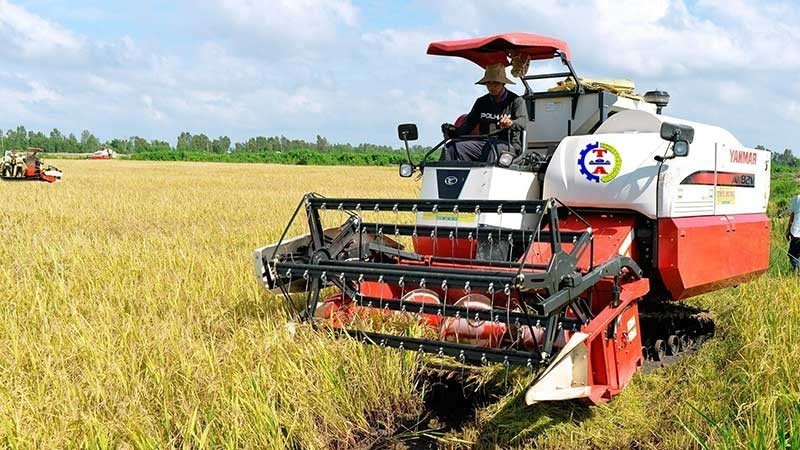 Производство высококачественного риса развертывается во многих местностях с целью увеличения ценности экспортируемого вьетнамского риса. Фото: Чан Минь