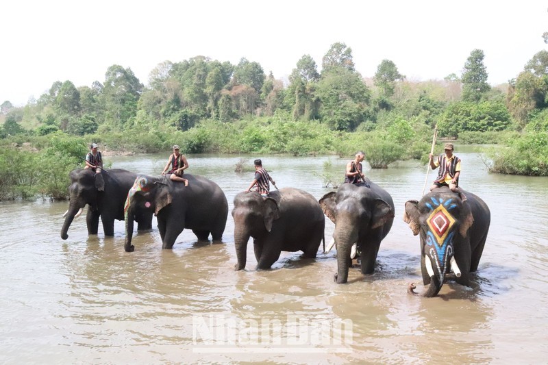 Туризм со слонами в провинции Даклак