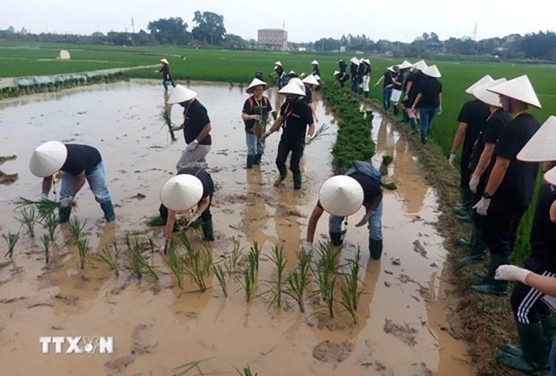 Иностранные туристы с удовольствием знакомятся с процессом посадки риса в древней деревне Дыонглам в Ханое. (Фото: ВИА)