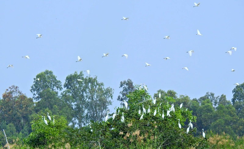 В пиковый период в саду гнездится и размножается более 10 тысяч птиц. Фото: thamhiemmekong.com