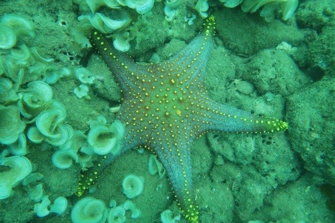 Морское дно – это великолепный рай со всевозможными чудесами и морскими существами. Фото: dantri.com.vn
