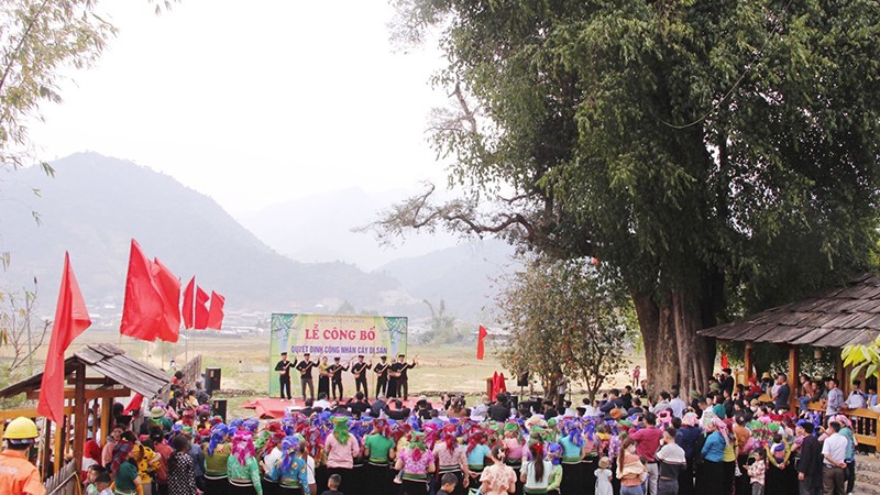 Церемония объявления решения о признании куннингамии ланцетовидной деревом наследия. Фото: baosonla.org.vn