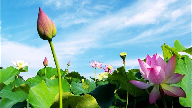 «Самым красивым в Тхапмыой являются цветы лотоса». Фото: thamhiemmekong.com
