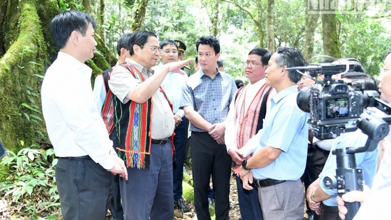 Премьер-министр Фам Минь Тьинь осматривает сад женьшеня Нгоклинь в провинции Контум.