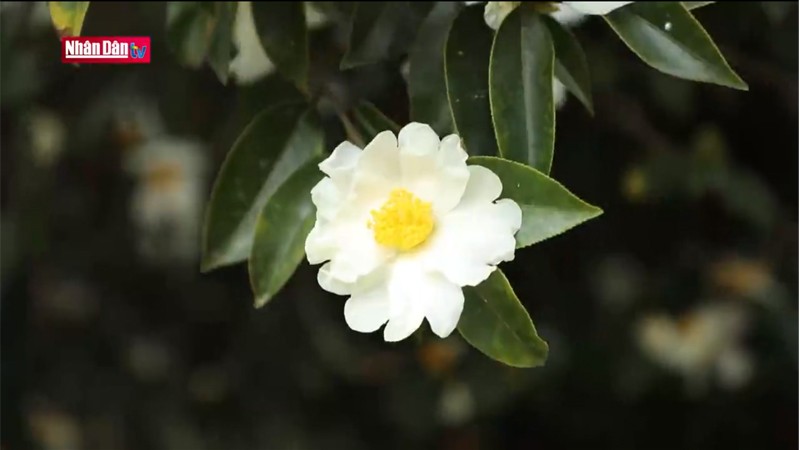 Цветы с белыми лепестками и желтыми пестиками излучают нежный аромат в морозном зимнем небе.