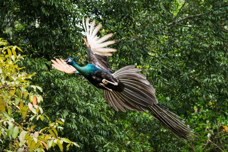 Кукфыонг – это убежище для более 309 видов местных птиц.