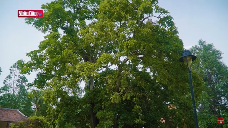 Дерево красной баррингтонии имеет высоту более 20 м.