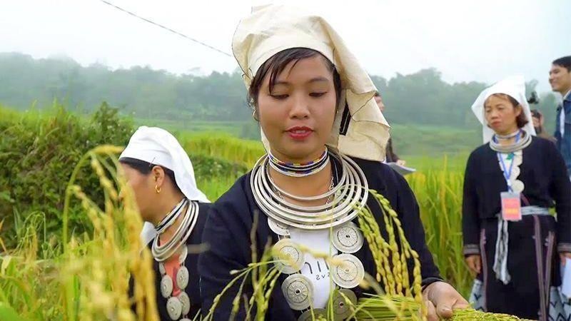 Местные жители соревнуются по сбору урожая риса на террасных полях.