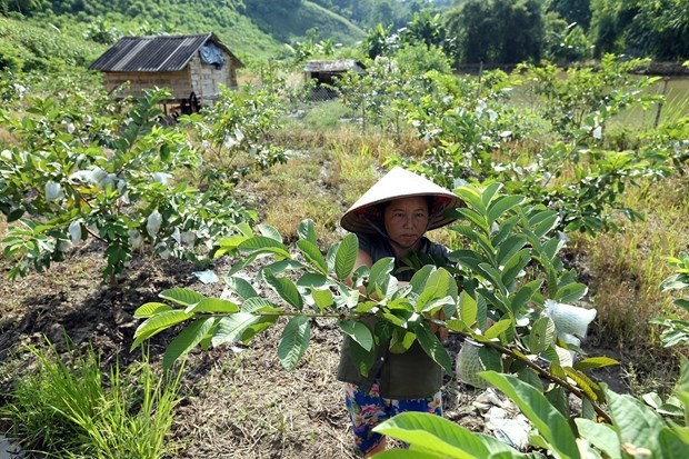 Выращивание фруктовых деревьев приносит стабильный доход семье в селе Таленг общины Таленг провинции Дьенбьен. Фото: ВИА