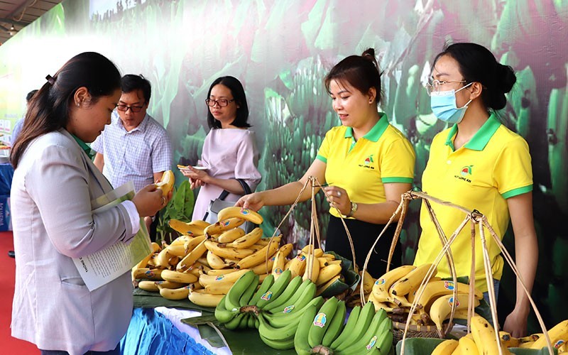 Провинция Донгнай имеет большие возможности для экспорта свежих бананов на китайский рынок.