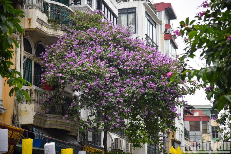 В майские дни в Ханое фиолетовые цветы лагерстремии расцветают на многих улицах.