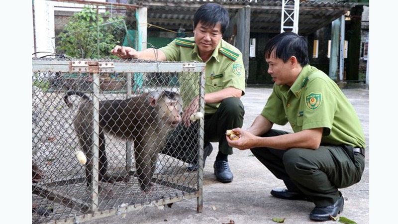 Отдел охраны леса и лесного хозяйства городского уезда Хыонгча провинции Тхыатхьен-Хюэ получает красномордую обезьяну и свинохвостый макак, добровольно переданные местными жителями. Фото: ВИА