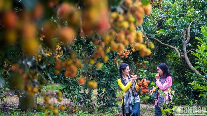 Сезон спелых фруктов в Лонгкхане.